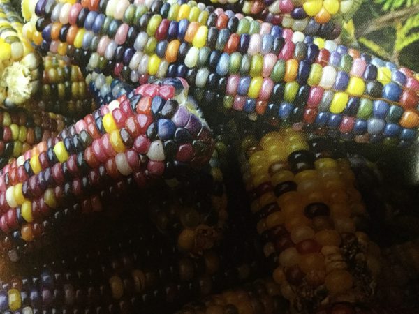 Glass Gem Corn